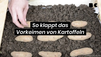 So klappt das Vorkeimen von Kartoffeln