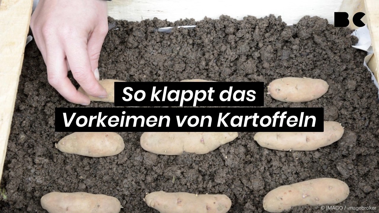 So klappt das vorkeimen von kartoffeln