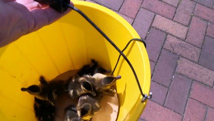 Operation Mallard Duckling Rescue