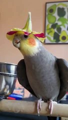Cockatiel porte un chapeau de fleurs et chante une chanson de théière