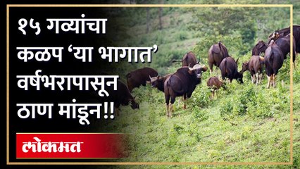 मुबलक खाद्य मिळाल्याने गव्यांच्या कळपाने ठाण मांडले, वर्दळीच्या ठिकाणी ही कळपाचा वावर, प्रवास करणे अन् शेतात जाणे मुश्किल झाले