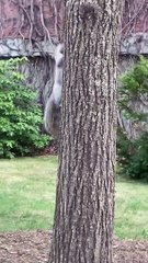 Mother Squirrel Retrieves Her Baby