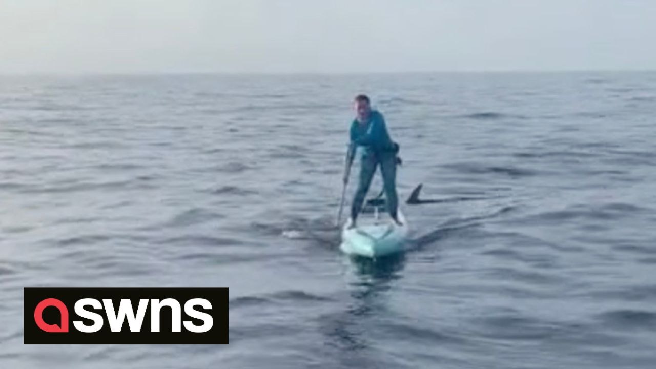 Woman paddleboarding across the ocean describes "surreal" moment hammerhead shark swims under her