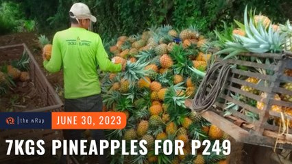 Pinya better believe it! Get 7 kilos of pineapples for P249 from Isabela farmers