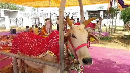 अनूठी शादी: नंदी ने अग्नि को साक्षी मानकर मंडप में लिए गाय के  संग सात फेरे