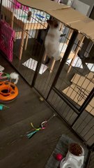 Cardboard Thwarts Climbing Kitten
