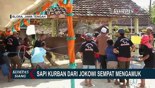 Saat Sapi Kurban Sumbangan Presiden Joko Widodo Ngamuk Saat Ingin Disembelih di Blora