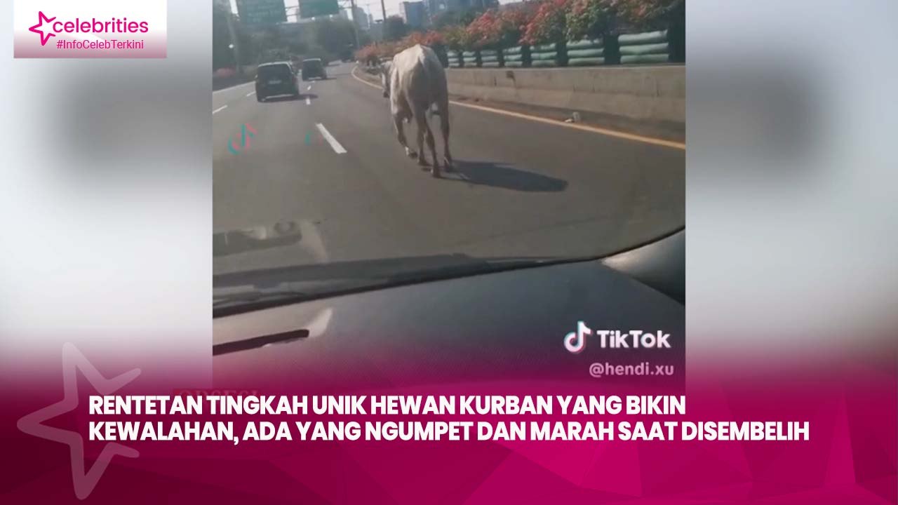 Rentetan Tingkah Unik Hewan Kurban yang Bikin Kewalahan, Ada yang Ngumpet dan Marah saat Disembelih
