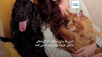 طراحی اپلیکیشنی که به کمک هوش مصنوعی درد گربه‌های خانگی را تشخیص می‌دهد
