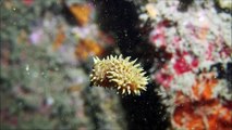 Diver Captures Rare Footage of a Young Pufferfish