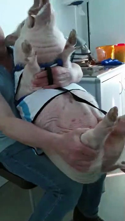 Quand tu emmènes ton cochon de compagnie chez le vétérinaire