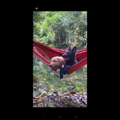 Different types of animal