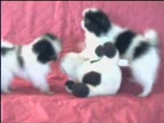 Chikara chin chamena 3 mois