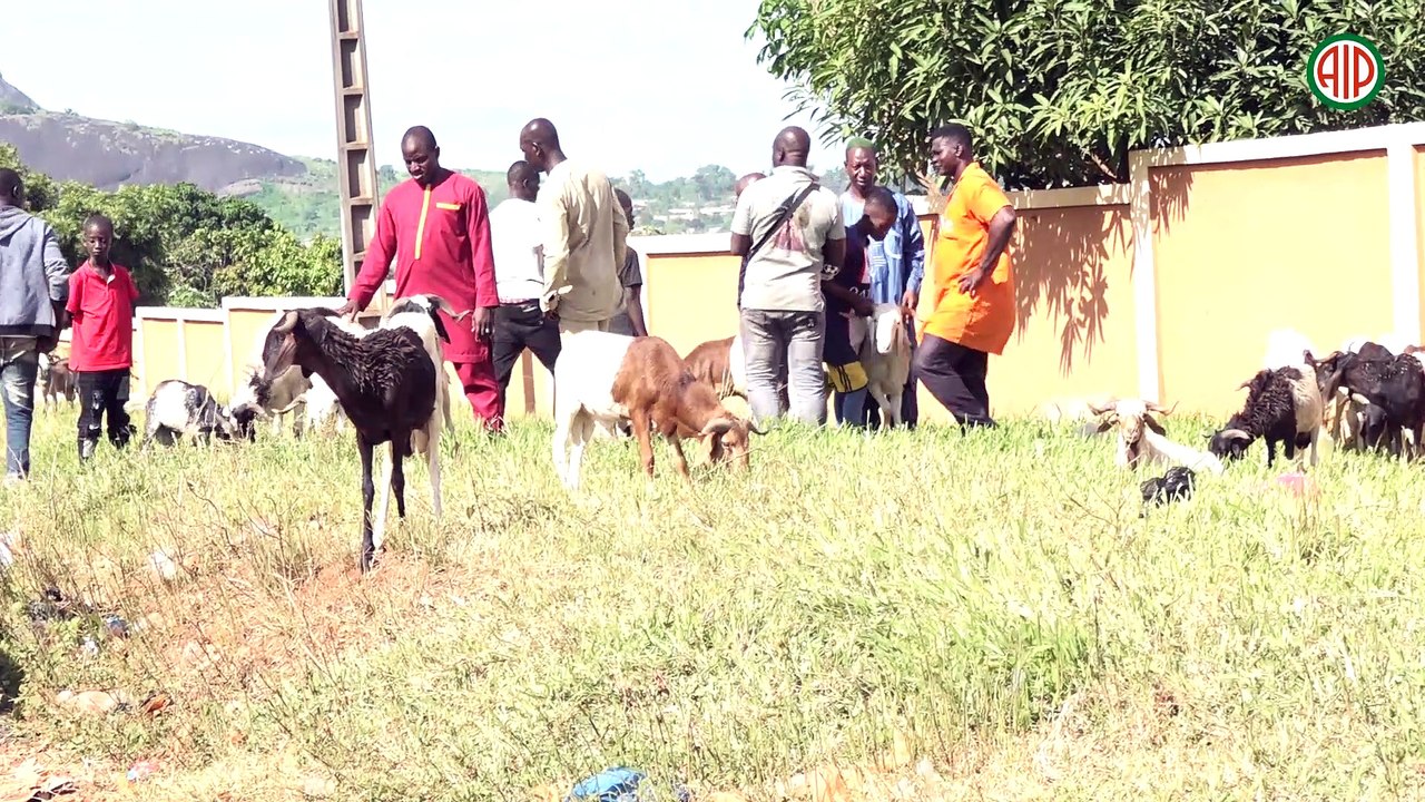 Région- Man / Tabaski 2023 : du bétail en abondance à Man, mais les prix restent élevés