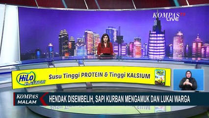 Ketika Warga Kejar Sapi Kurban yang Kabur Hingga ke Jalan Raya