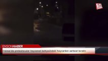 Fransa’da protestocular hayvanat bahçesindeki hayvanları serbest bıraktı