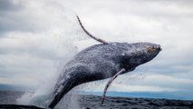 Científicos de España idearon sistema satelital para prevenir colisiones de orcas y embarcaciones en altamar