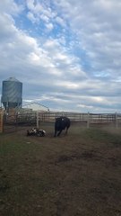 Brave Billy Goat Picks a Fight With the Wrong Cow