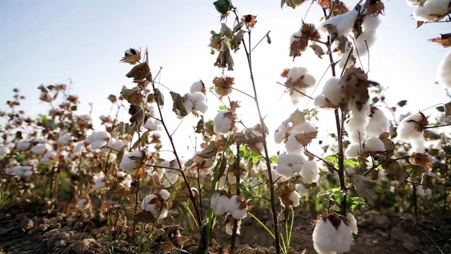 The Making Of An Icon: The Superga 2750 Cotu Classic