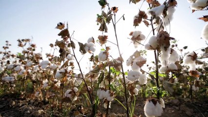 The Iconic Superga 2750 Cotu Classic: Behind the Scenes 👟