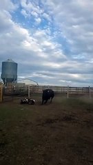 Brave Billy Goat Picks a Fight With the Wrong Cow