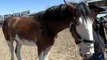 See the Broken Spoke Clydesdales and Rodeo Queens at the 2023 World’s Oldest Rodeo