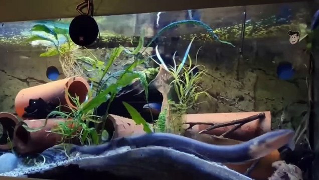 COBRA GIGANTE ATACA ENGUIA ELÉTRICA E LEVA A PIOR