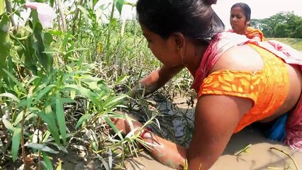 Download Video: Amazing Hand Fishing by Village Women _ Incredible Fishing Techniques on River