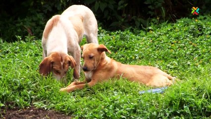 Télécharger la video: Deuda de más de ₡6 millones ahoga a Asociación Animales de Asís