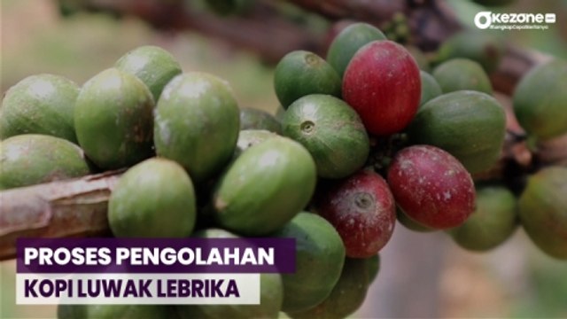 Melihat Proses Pengolahan Kopi Luwak Lebrika di Kutai Kartanegara