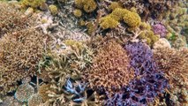 Reef stars resurrect coral fields on Great Barrier Reef
