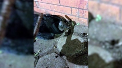 Internauta pede ajuda para urubu encontrado caído próximo ao cemitério