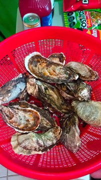 ¡Prepárate para disfrutar de una experiencia culinaria deliciosa y refrescante! En este video, te presentamos una increíble variedad de ostiones con clamato, mariscos frescos, almejas chocolatas y una selección de bebidas que incluyen cervezas, tequila y