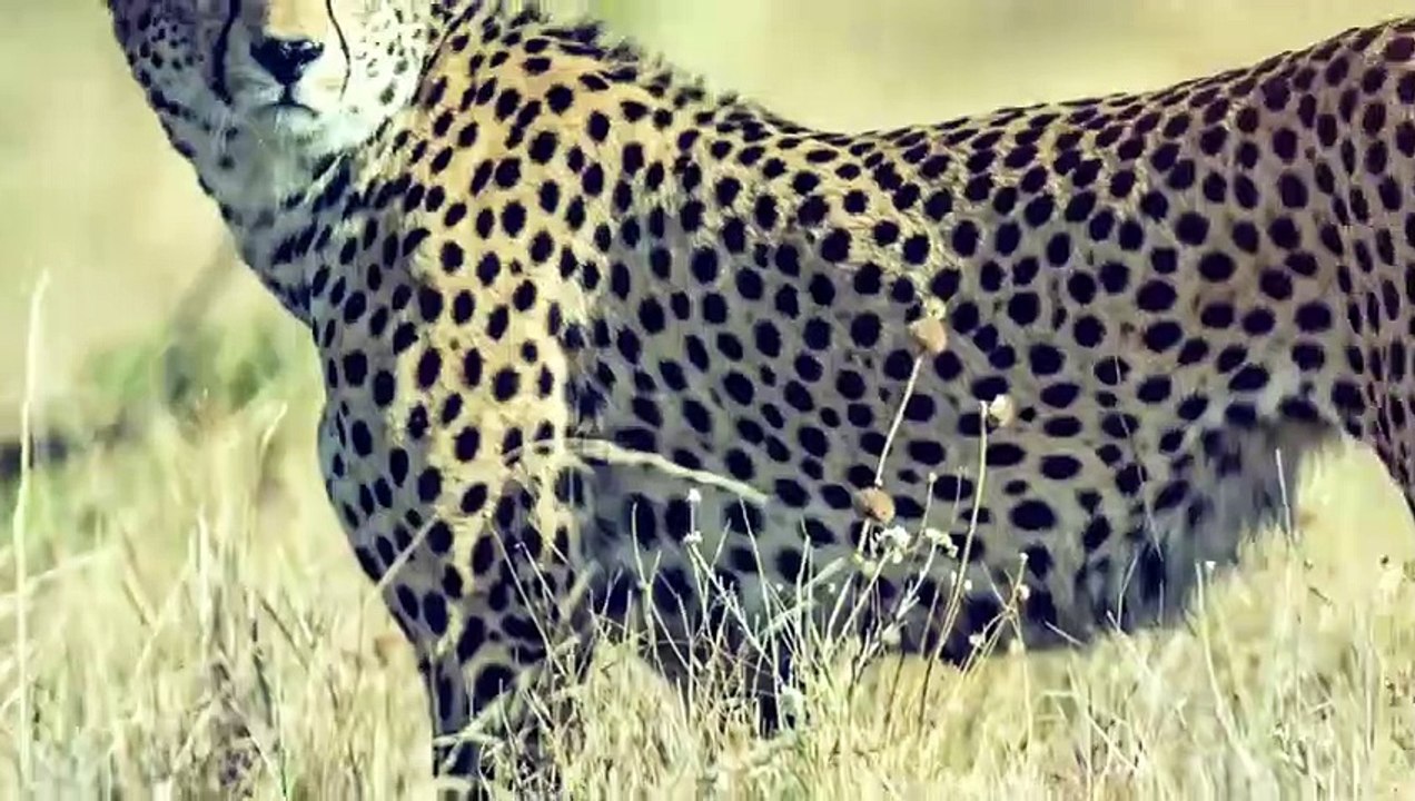 Seeleopard ─ Tödlichste Bestie der Antarktis