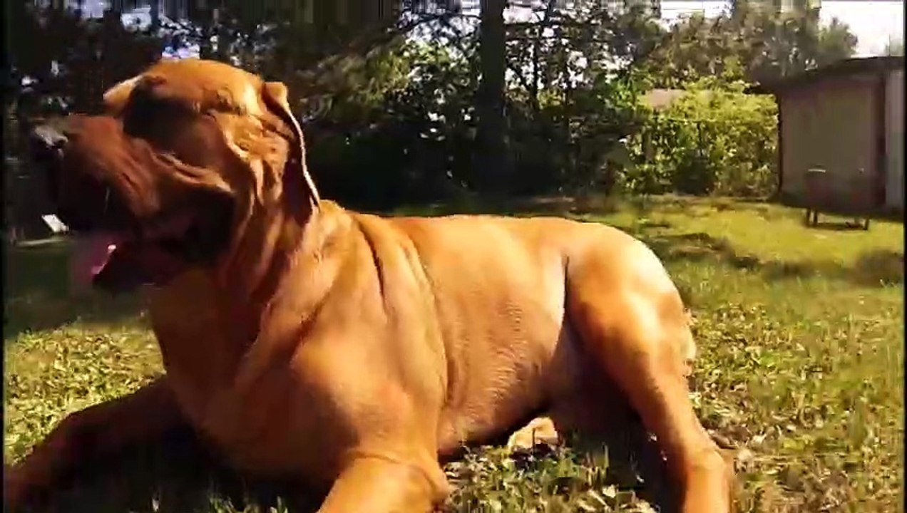 Top 10 der stärksten Hunderassen in jedem Land