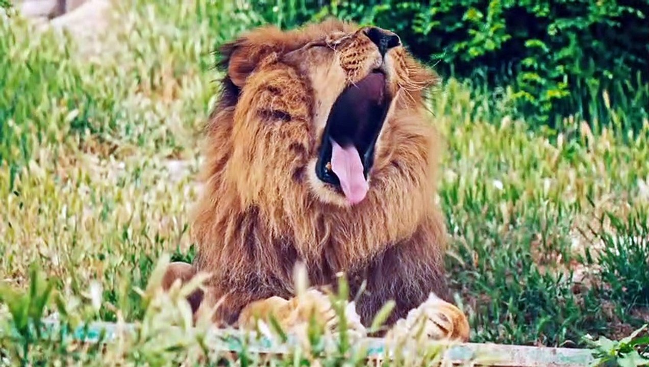 Top 10 der stärksten Raubtiere der Welt!