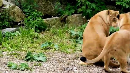 DER JÄGER WIRD ZUM GEJAGTEN   Elefantenherde tötet Löwen, um Büffel zu retten