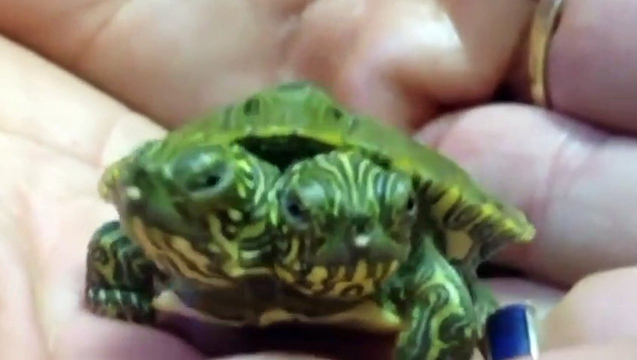 10 unglaubliche zweiköpfige Tiere