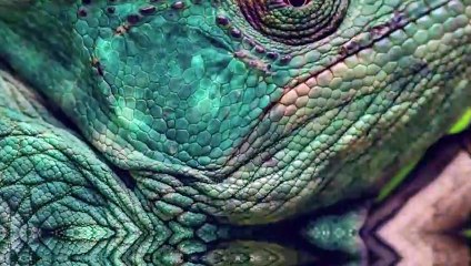 14 Wütende Flusspferde greifen ihre Gegner an und zermahlen sie