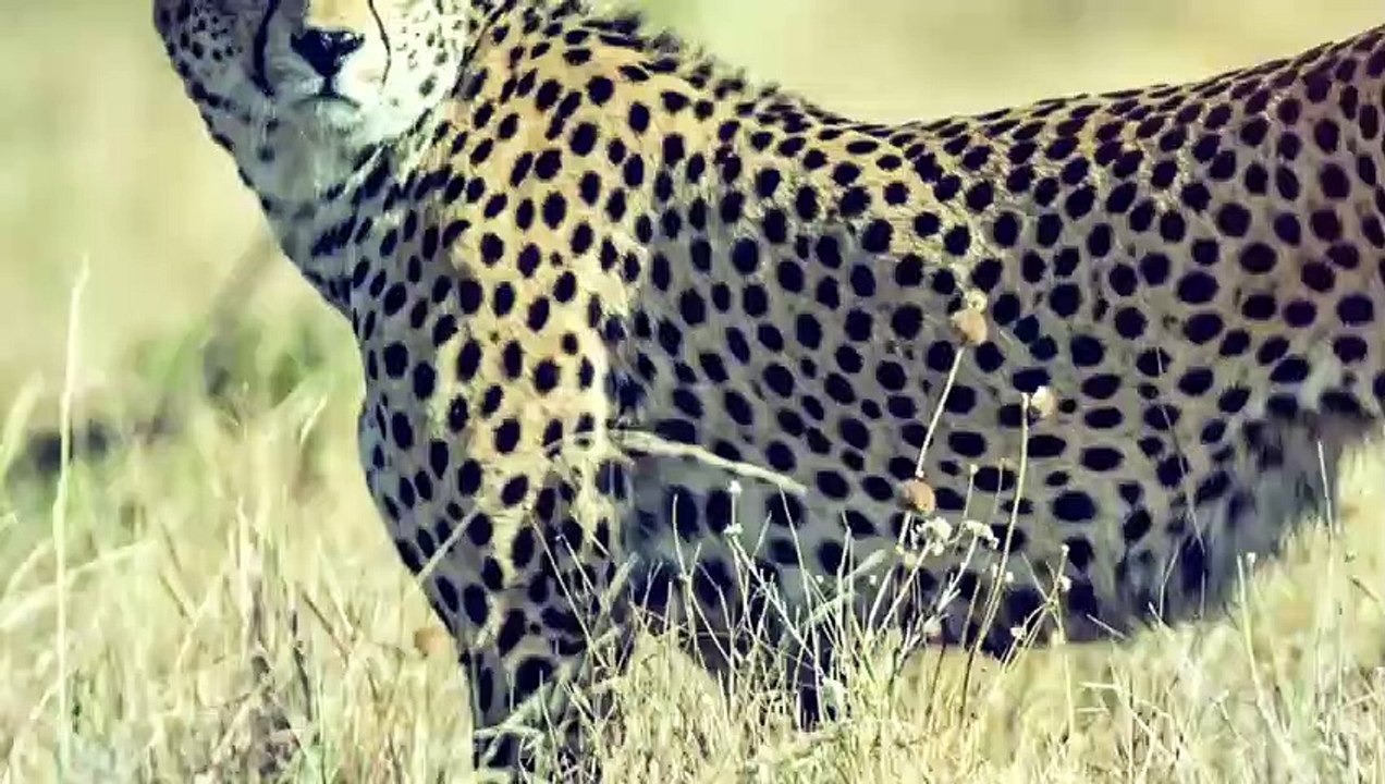 BARRAKUDA — der Meeresschlächter der einen Menschen töten kann! Barrakuda gegen Mensch und Pelikan