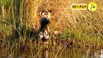 مدهش..أقترب هذا الكلب من بحيرة التماسيح ولكن ما حدث لم يكن متوقعا الحياة البرية في عالم الحيوان