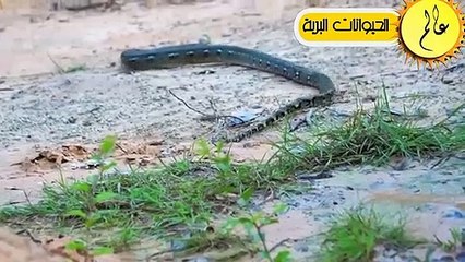 مدهش..أقتربت هذه الحيوانات من حيوان النيص ولكن ما حدث لم يكن متوقعا عالم الحيوان