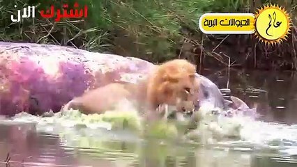 مدهش..التماسيح قررت أَخيراً القضاء على الأسود فكانت قوتهم كالصاعقة !! الحياة البرية في عالم الحيوان