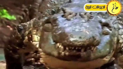 مدهش..التماسيح الجائعة لا تعرف الرحمة !!مشهد لا يصدق عالم الحيوان