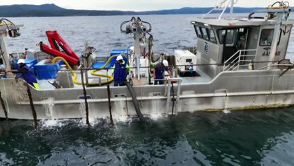 Seaweed native to Australia, NZ helping lower methane emissions