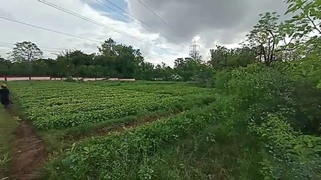 38 लाख पौधों से होगा धरती का शृंगार, हरियाली से गुलजार होगी संस्कारधानी