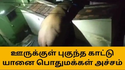 Download Video: நள்ளிரவில் ஊருக்குள் புகுந்த காட்டு யானை - பொதுமக்கள் அச்சம்!