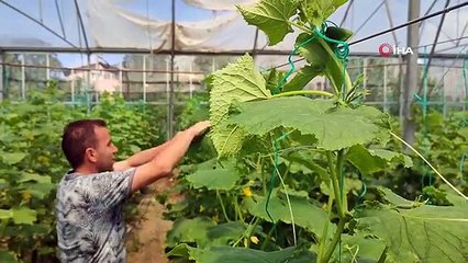 3 bin metrekarelik serada bayramda da üretime devam ediyor