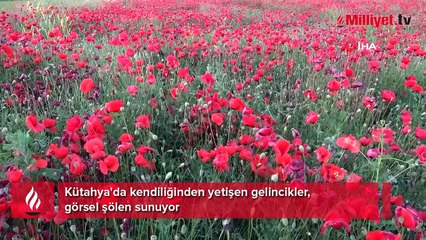 Gelincik tarlaları görenleri mest ediyor