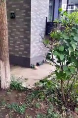 Cat saving her kitten from rain | cat mom  | Mothers are mothers even in cats | Cat got angry on her kitten for playing in rain